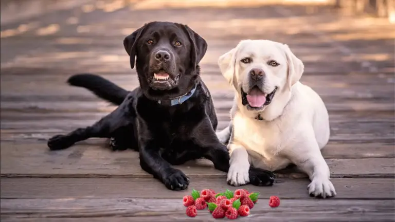 Can Dogs Have Raspberries? Important Tips for Your Pet!