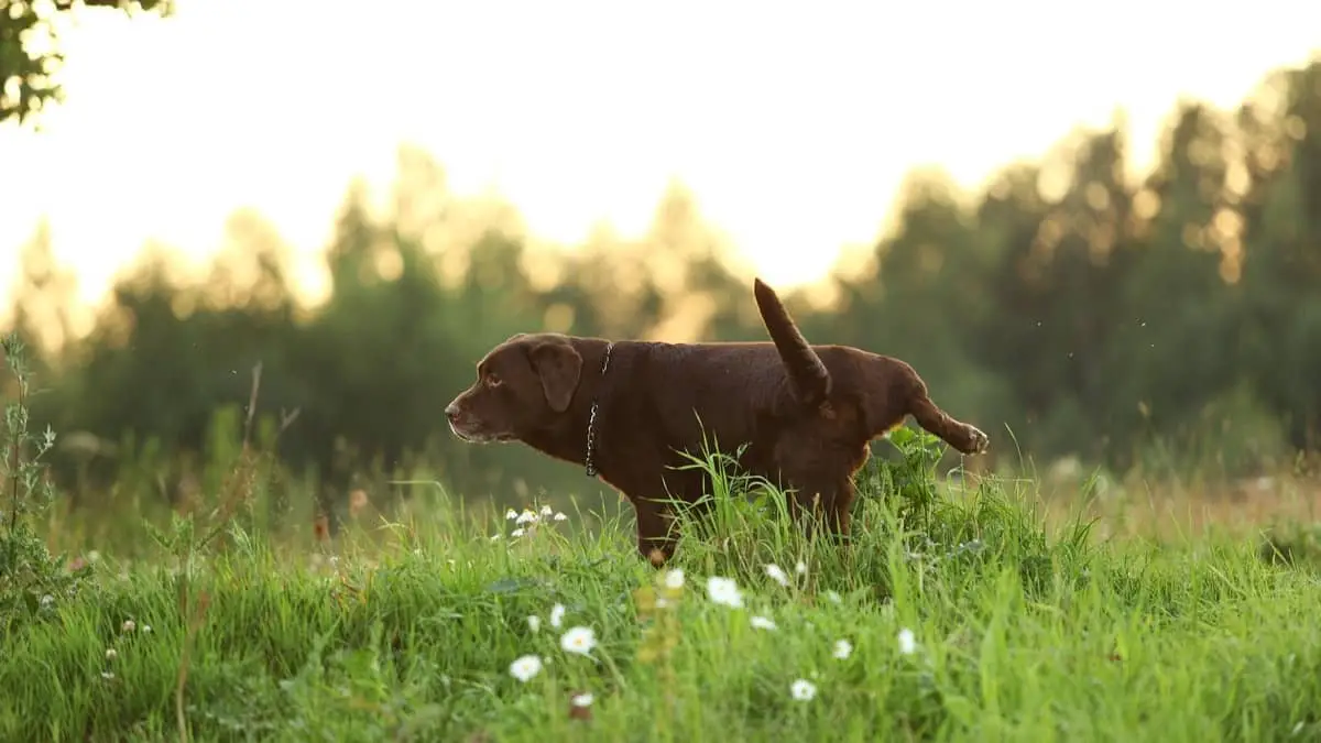 10 Easy Tips For How To Stop Dog Pee From Killing Grass