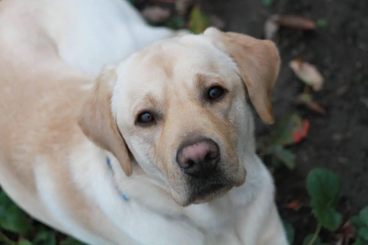 Do Labradors Shed a Lot and How Can You Deal With That Challenge?