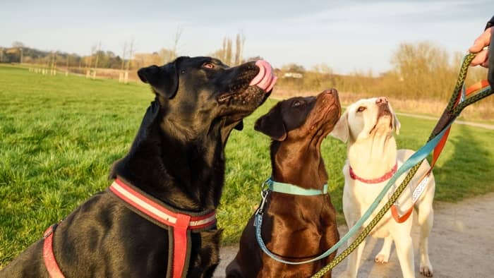 whats the ideal weight for a labrador