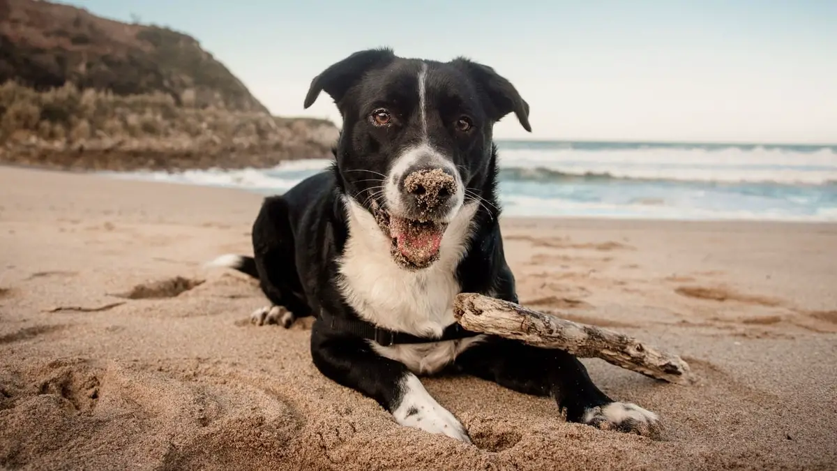 Border Collie Lab Mix Life Expectancy and How Does It Compare To Other Breeds