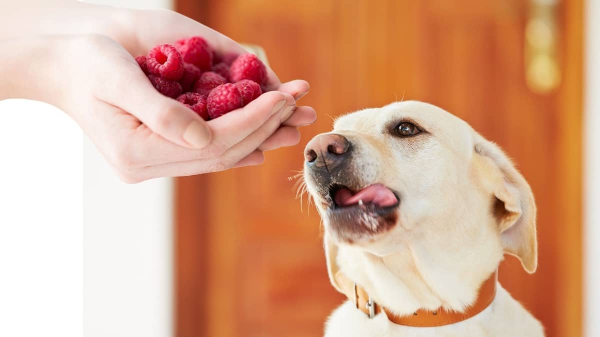 Can Dogs Have Raspberries Or Are They Toxic To Them