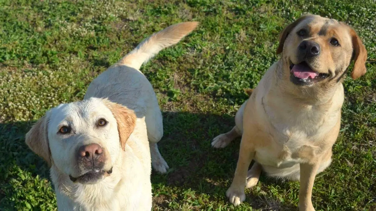 Champagne Lab vs Yellow Lab Differences You Need To Know