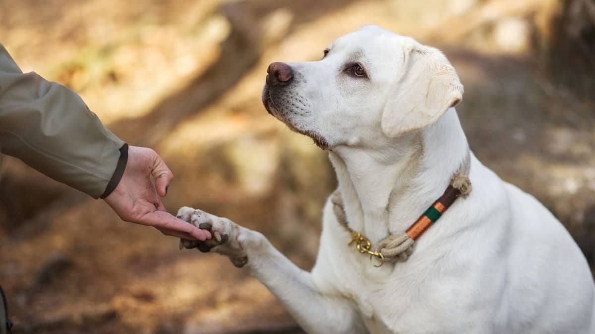 Do Labs Have Webbed Feet? Amazing Benefits of The Breed!