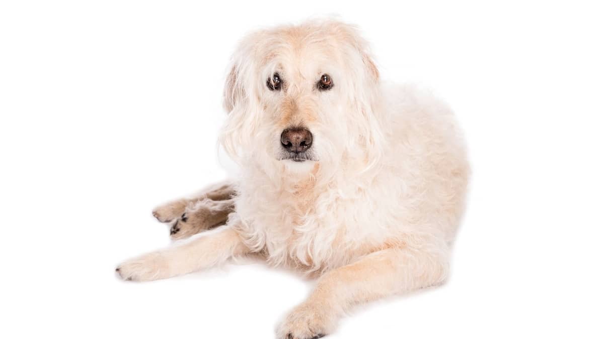 How Much Are Labradoodles Worth In Pet Stores and Breeders