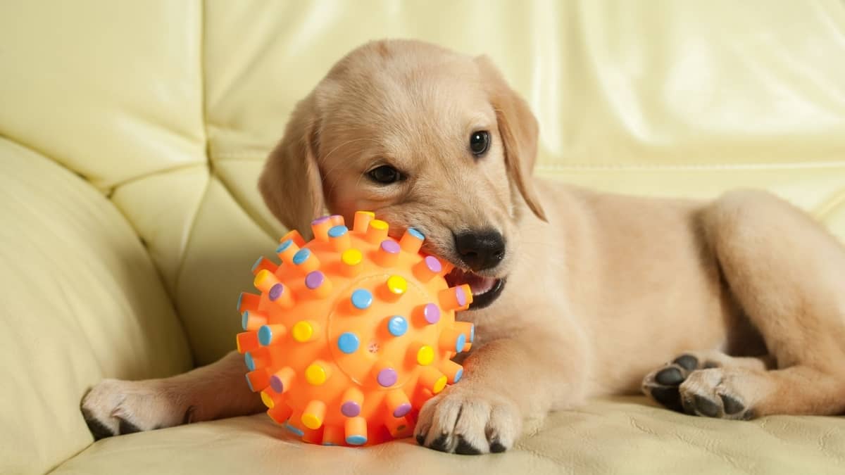The Best Toy For Lab Puppy – Here Are X Amazing Ideas