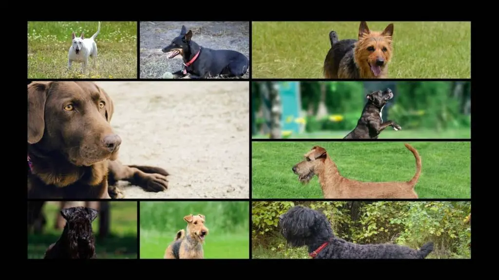 Lab Terrier Mix! Benefits and Important Features a Pet!