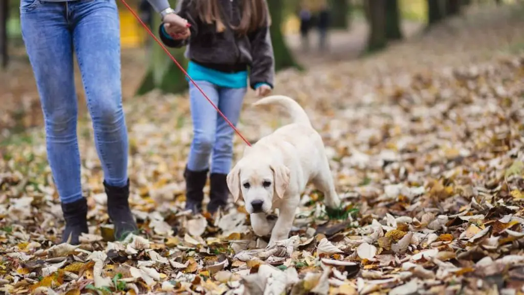 What Size Collar For Lab Puppy Should You Get And When?
