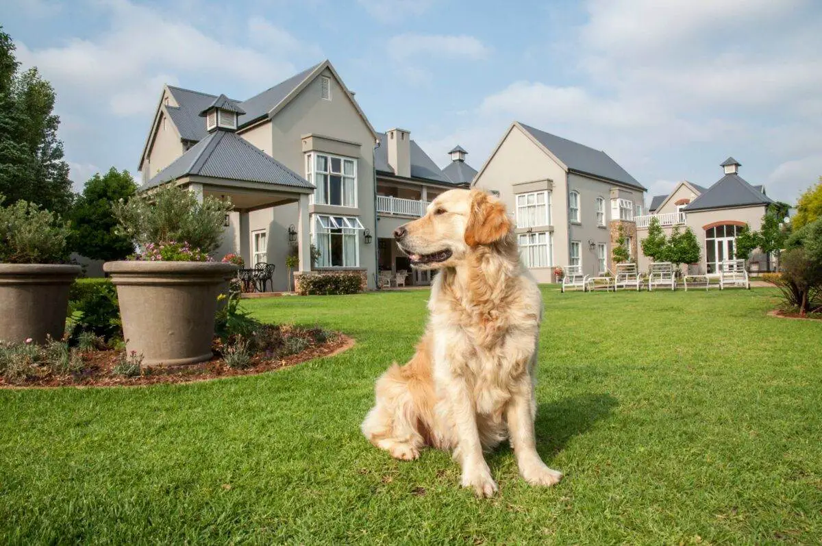 Dog Pee Killing Grass? Top 10 Tips & Tricks to Stop It!