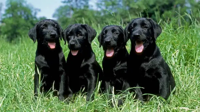  black lab puppies price