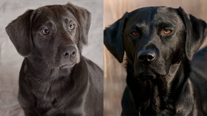 charcoal Labradors