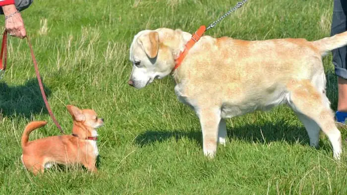  chihuahua and lab