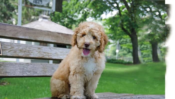  cost of labradoodle puppy
