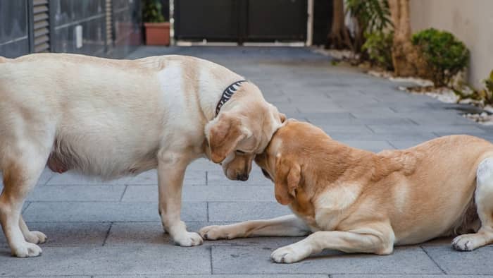  dog pregnancy