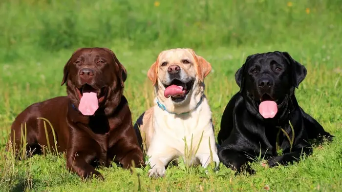 when does labrador growth stop