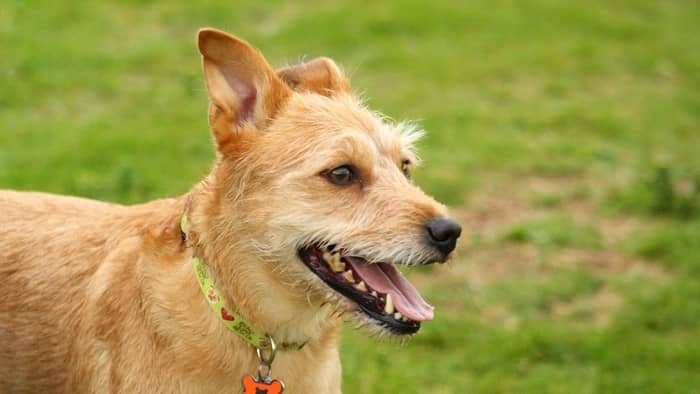  lab terrier mix size