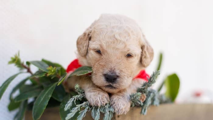 labradoodle puppy