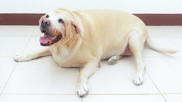  labrador overweight