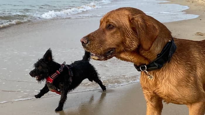  labrador terrier mix