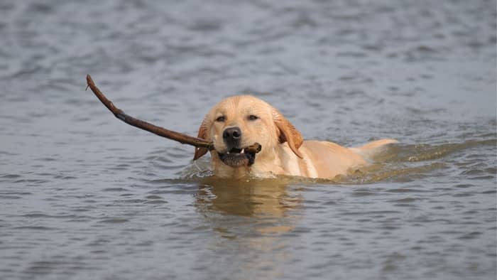  labs good swimmers