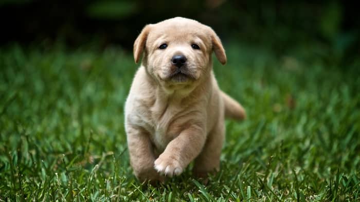  puppy lab