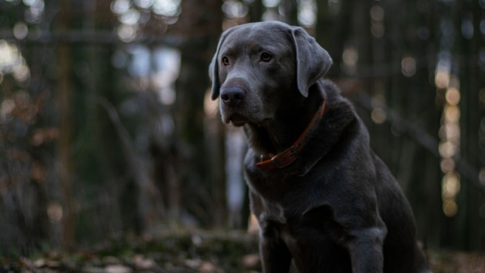  silver lab