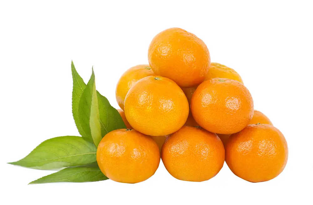 Can Dogs Eat Tangerines? Important Tips For Your Dog's!