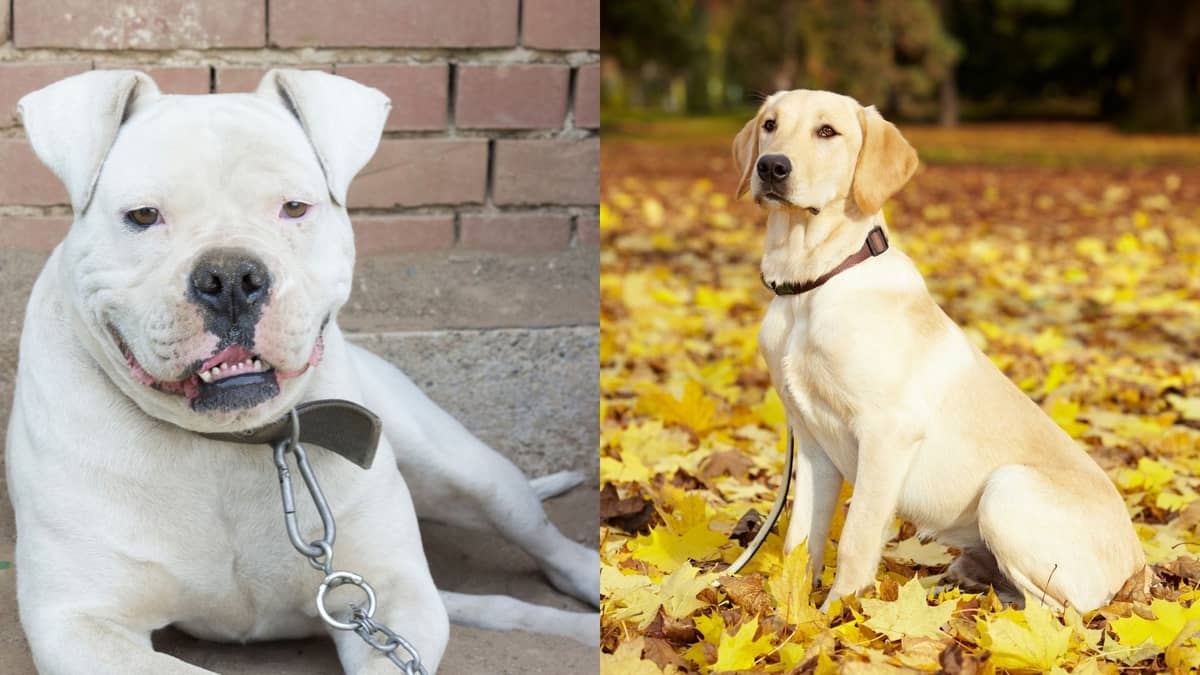 American Bulldog Mix With Labrador – A One-Of-A-Kind Dog