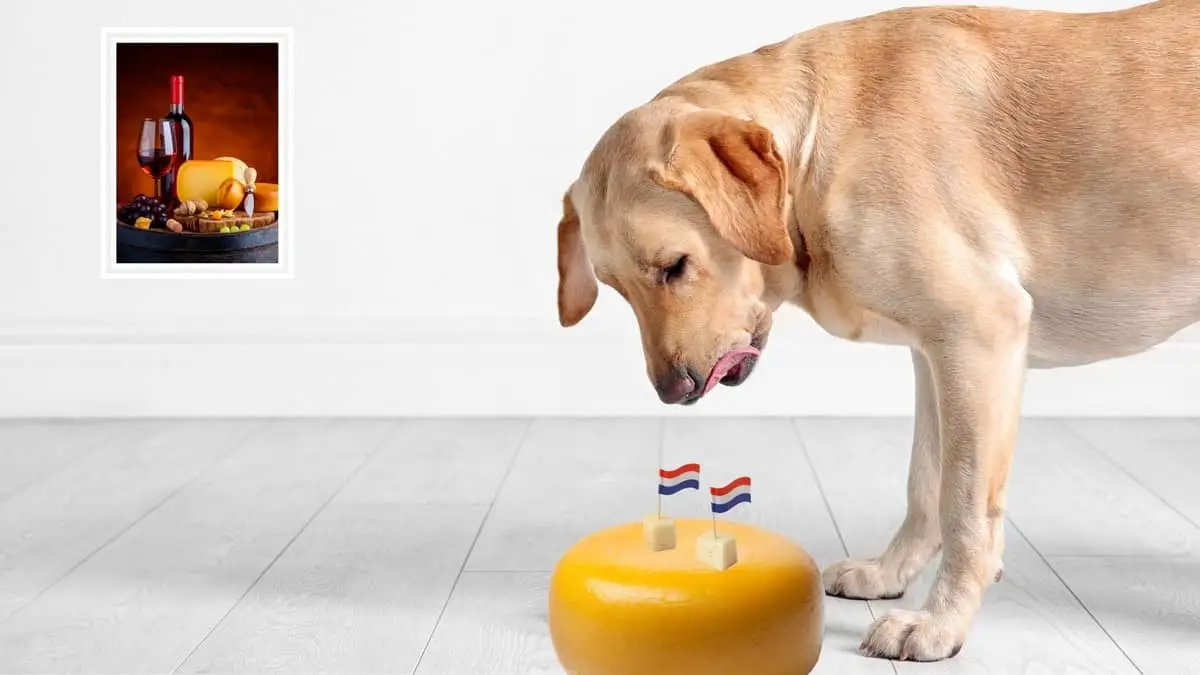 Can Dogs Eat Gouda Cheese and Is Cheese Toxic To Them