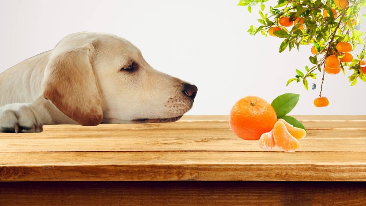 Can Dogs Eat Tangerines And Other Citruses