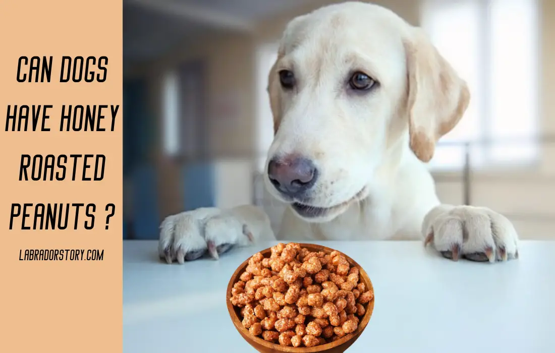Can dogs have honey roasted peanuts? Important guidelines!