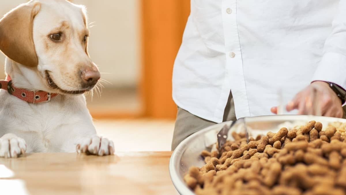 can-dogs-have-honey-roasted-peanuts-or-are-they-dangerous