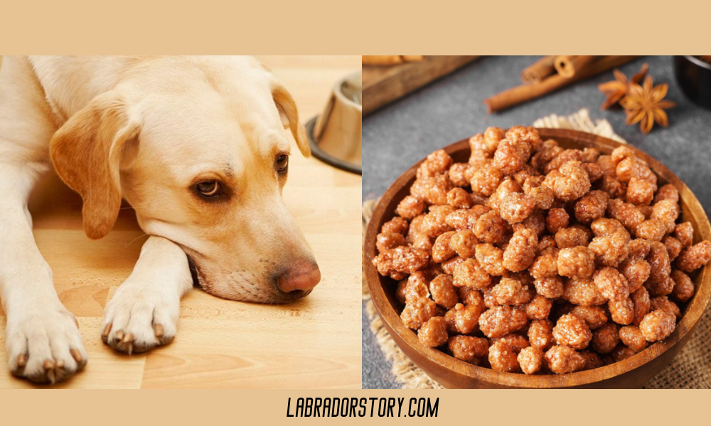 Can Dogs Have Honey-Roasted Peanuts