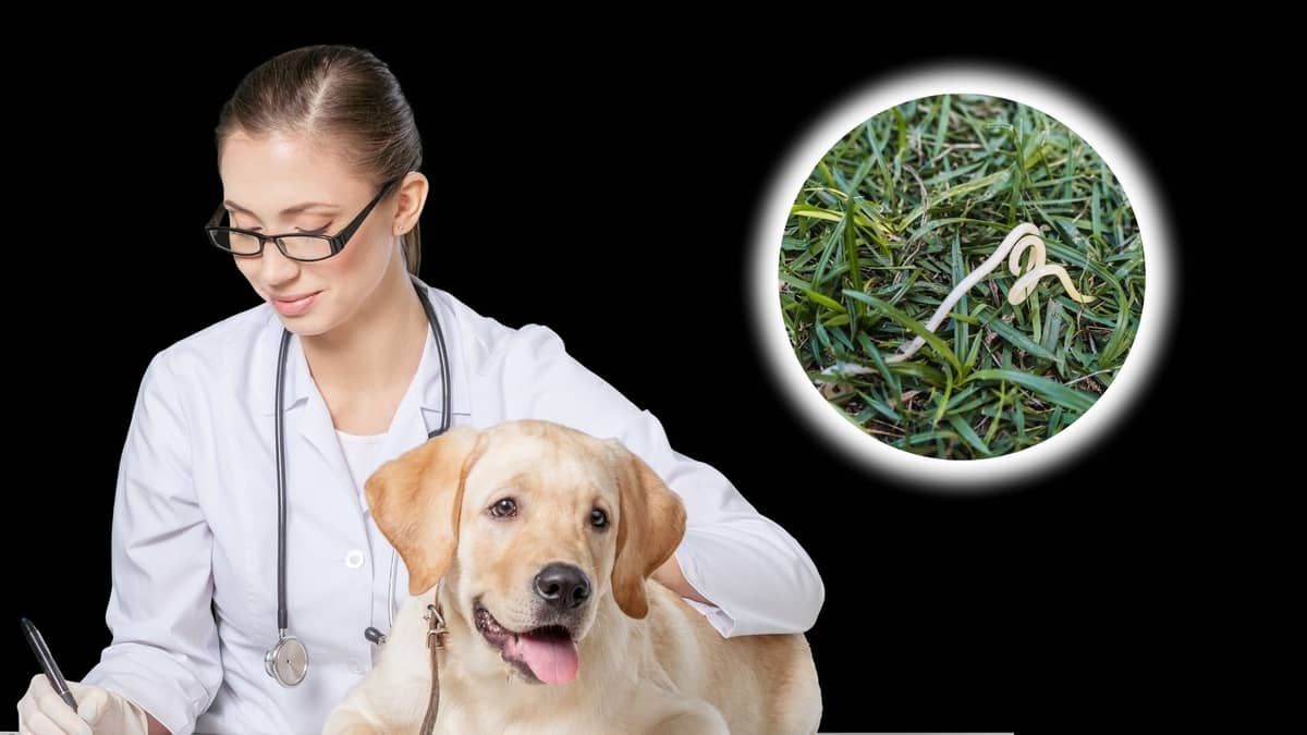 How Long Does It Take For A Puppy To Get Rid Of Worms