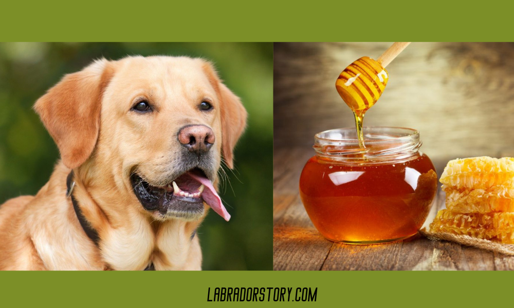 Is Honey Safe For Dogs
