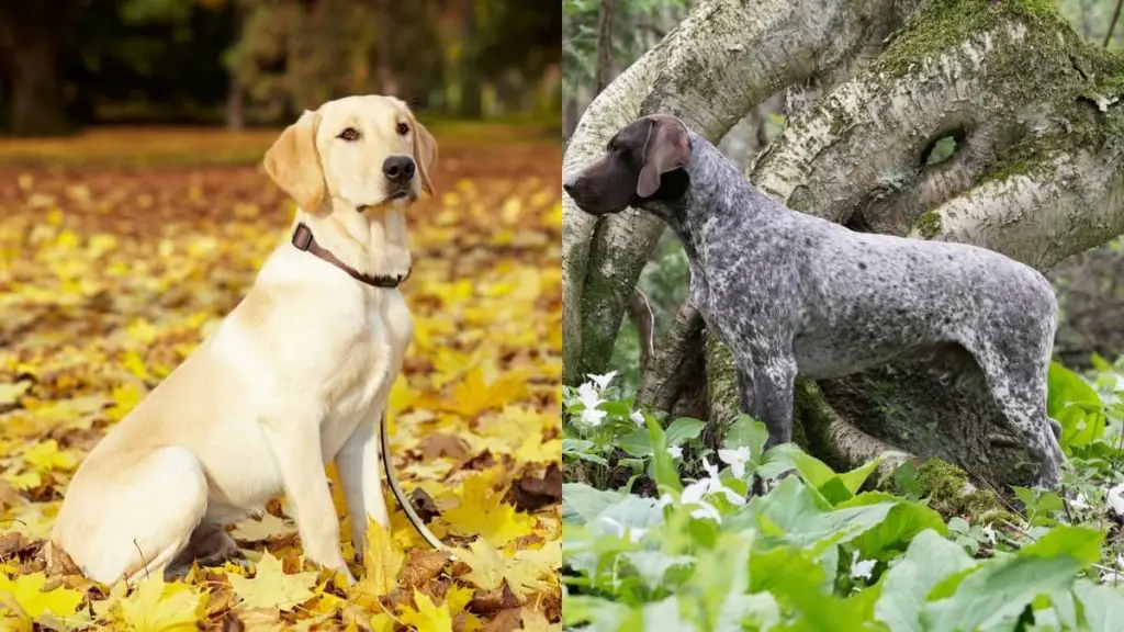 Labrador German Shorthaired Mix One of the Most SoughtAfter Breeds