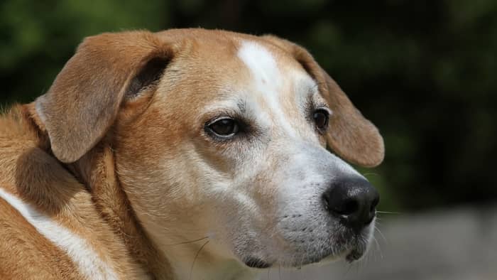  beagle lab mix full grown