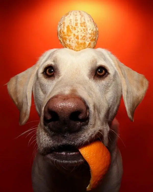 Can Dogs Eat Tangerines? Important Tips For Your Dog's!