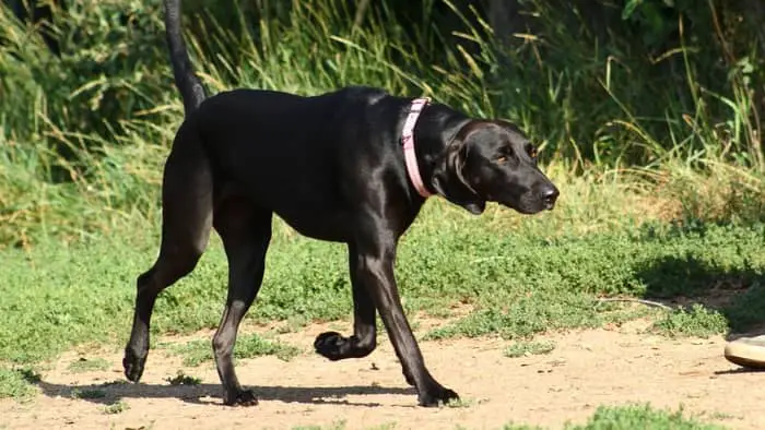  german shorthaired lab mix