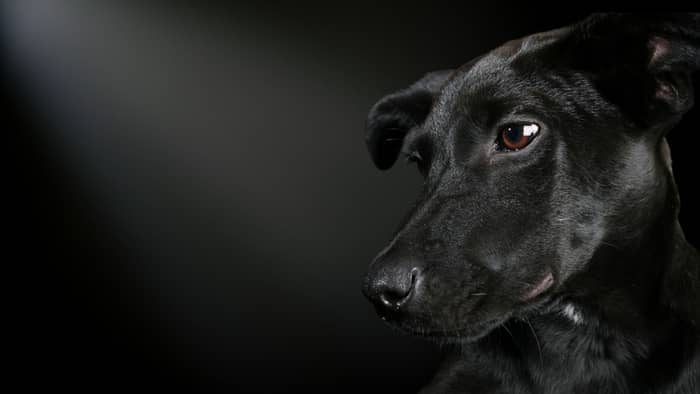 lab gsp mix