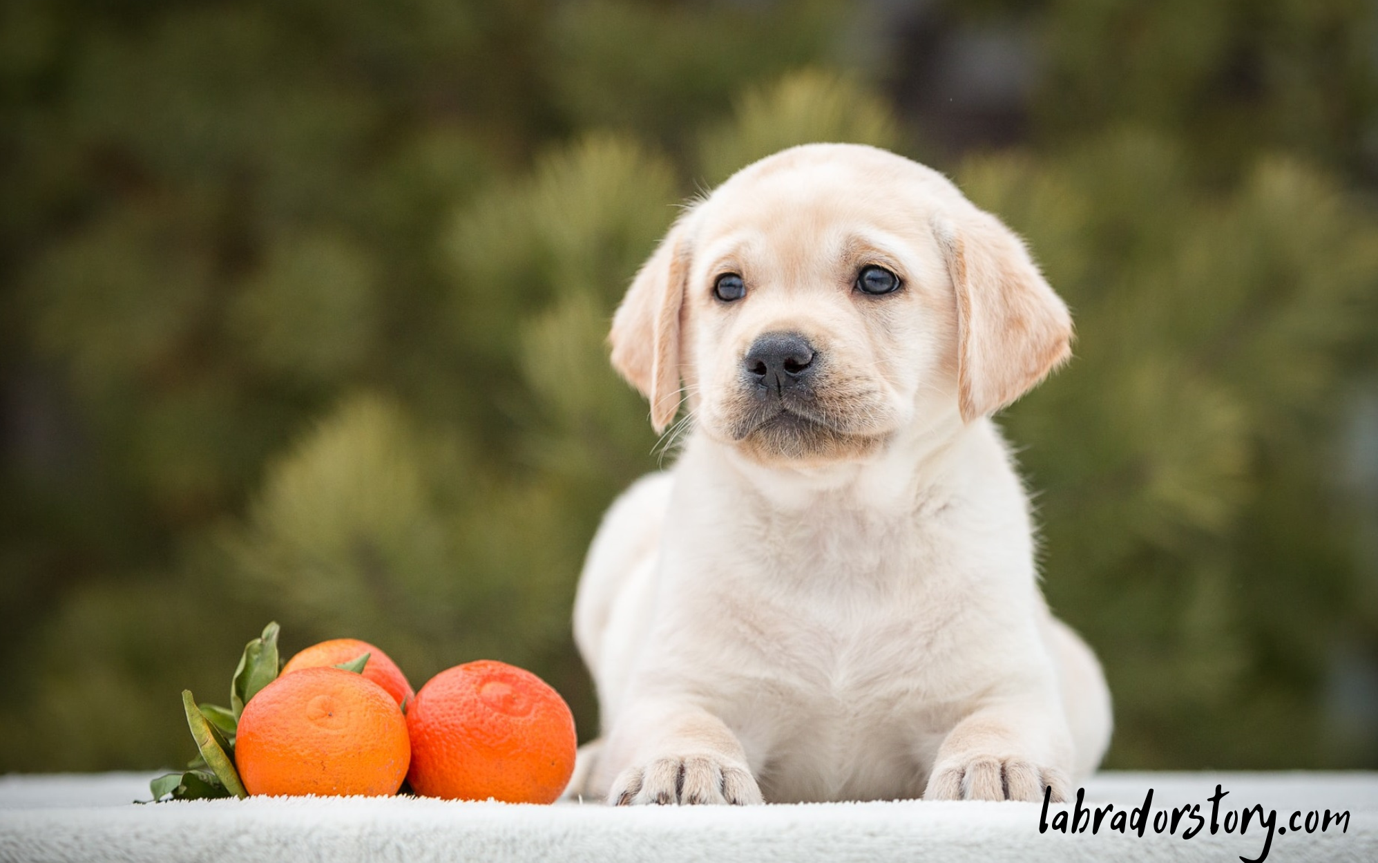 Can Dogs Eat Tangerines? Important Tips For Your Dog's!