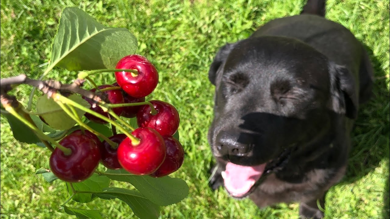 Can Dogs Eat Cherries? The Best Recommendations For Health!