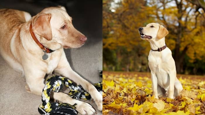 do labradors have pink noses