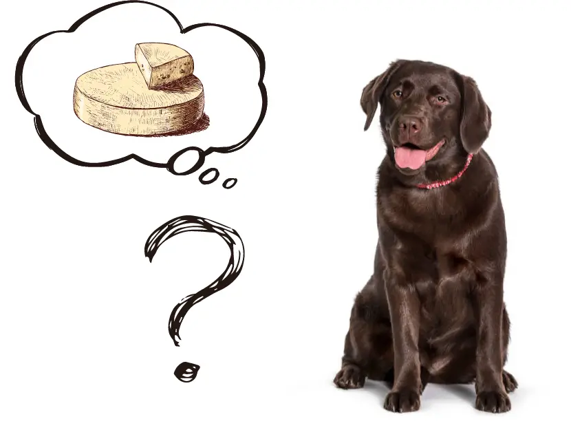 Can Dogs Eat Gouda Cheese? Important Recommendation!