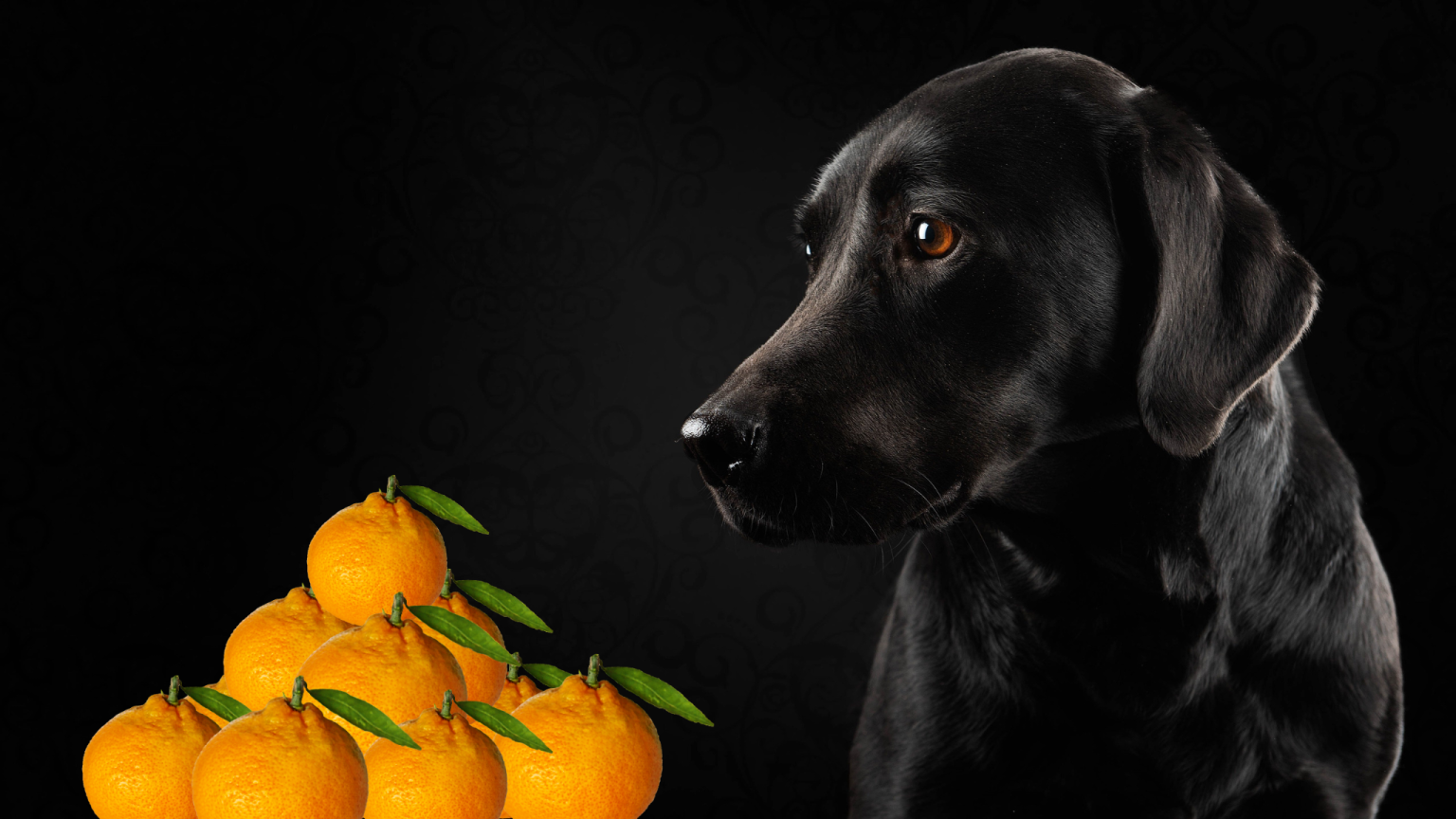 Can Dogs Eat Tangerines? Important Tips For Your Dog's!