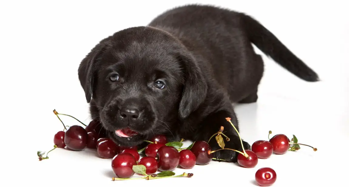 Can Dogs Eat Cherries? The Best For Health!