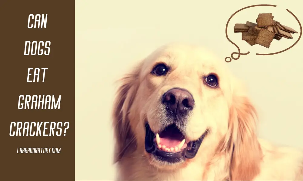 Can Dogs Eat Graham Crackers - Important Facts and Tips