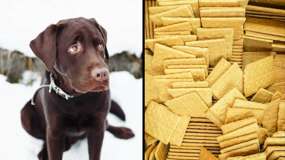 Can Dogs Have Graham Crackers Of Any Kind