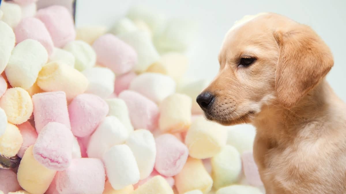 Can Dogs Have Marshmallows – Are They Toxic Or “Just” Unhealthy