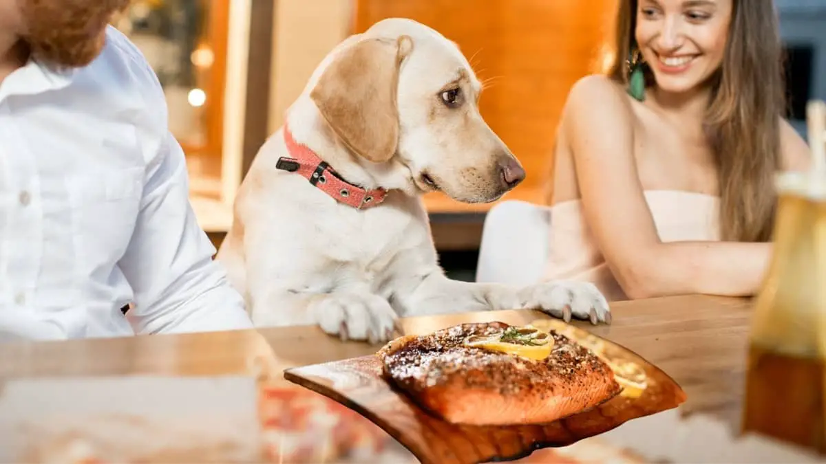 Can Dogs Have Smoked Salmon Or Does It Pose Any Health Risks